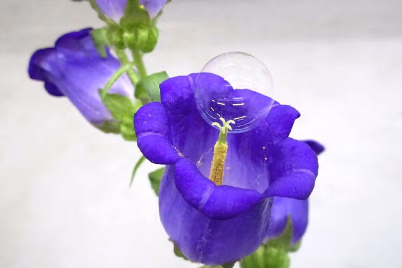 Hoa có thể được thụ phấn thông qua những quả bong bóng này. Ảnh: Digital Trends