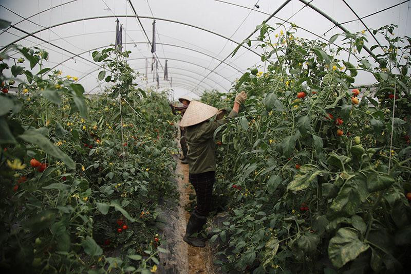 Sản phẩm bán ra được tiêu thụ hết và không bị ép giá