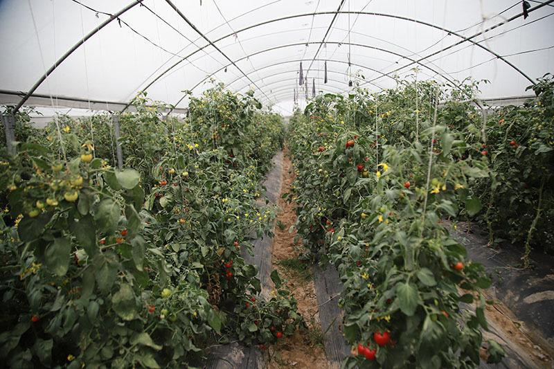 Vườn rau sạch mang lại nguồn thu cao mỗi năm