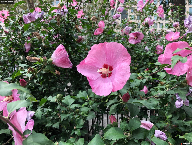 So ảnh chụp iPhone 8 Plus và Galaxy Note 8: ai mới đích thực là "vua"? ảnh 19