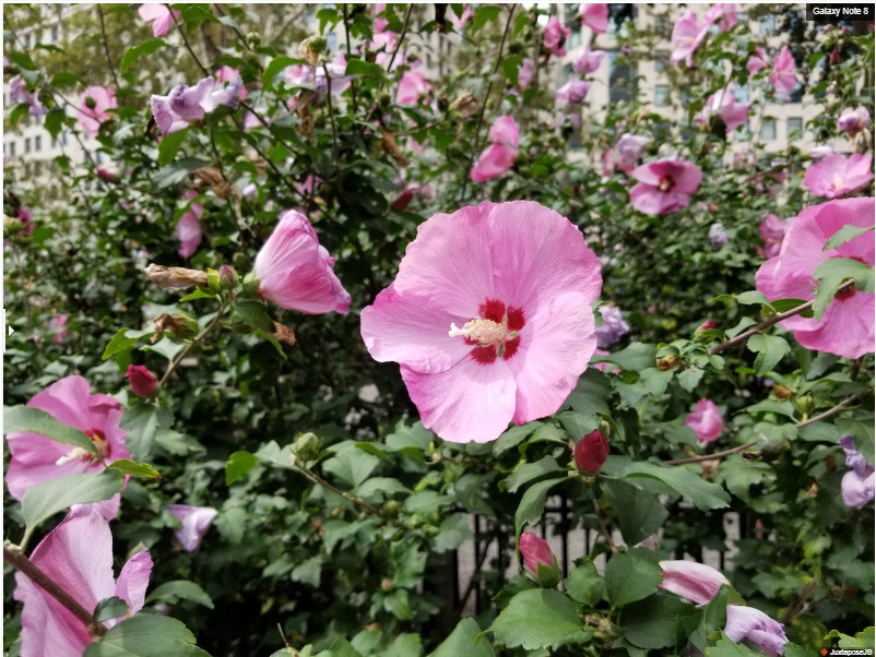 So ảnh chụp iPhone 8 Plus và Galaxy Note 8: ai mới đích thực là "vua"? ảnh 20