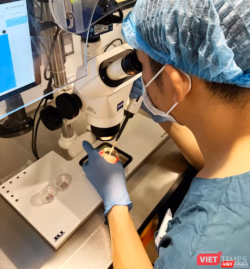 Chuyên viên phôi học đang tìm trứng non