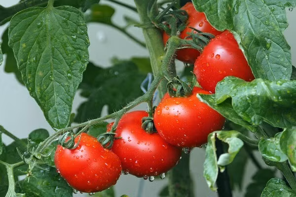 Cà chua cung cấp cho cơ thể bạn một lượng vitamin C và các carotenoit chính Các món ăn có cà chua cung cấp cho cơ thể bạn một lượng vitamin C