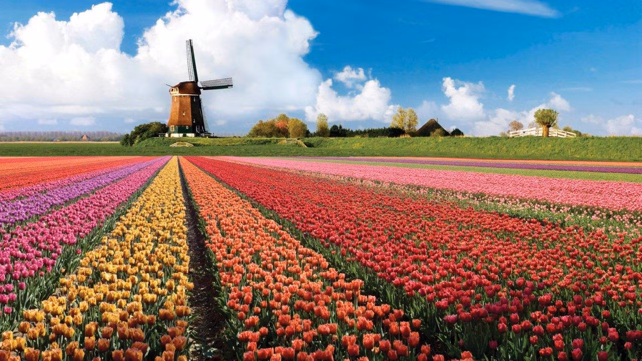 Vườn hoa Tulip ở Keukenhof, Hà Lan Vườn hoa Tulip ở Keukenhof, Hà Lan