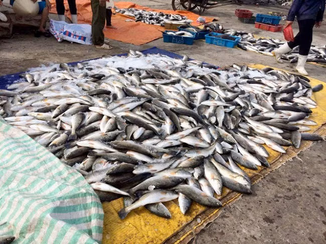 Hàng trăm tấn cá được phát hiện chết bất thường ở vùng biển Nghi Sơn, Thanh Hóa - (Ảnh minh họa)