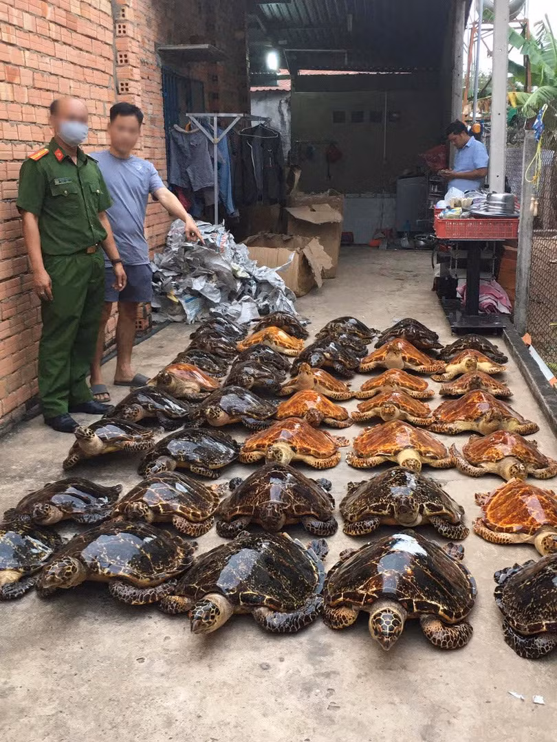 39 tiêu bản rùa biển thu giữ được trong vụ án (Ảnh: Phòng Cảnh sát môi trường Công an tỉnh Tây Ninh) 39 tiêu bản rùa biển thu giữ được trong vụ án (Ảnh: Phòng Cảnh sát môi trường Công an tỉnh Tây Ninh)