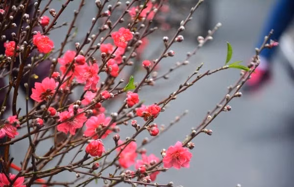 Thủ tướng đồng ý với phương án nghỉ Tết Âm lịch 7 ngày.