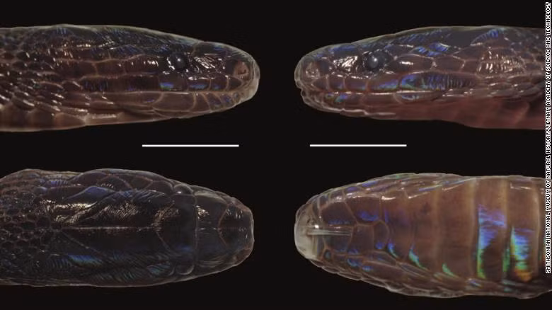 Loài rắn mới này được đặt tên khoa học là Achalinus zugorum (ảnh: Smithsonian) Loài rắn mới này được đặt tên khoa học là Achalinus zugorum (ảnh: Smithsonian)