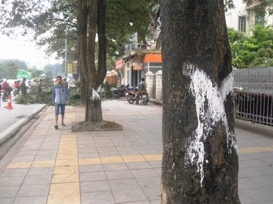 Những cây xanh lớn đánh dấu sắp bị đốn hạ 