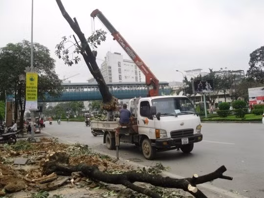 Chiến dịch đốn hạ cây xanh của Hà Nội thể hiện sự vội vã, thiếu suy xét nên đã vấp phải phản ứng quyết liệt của người dân và dư luận