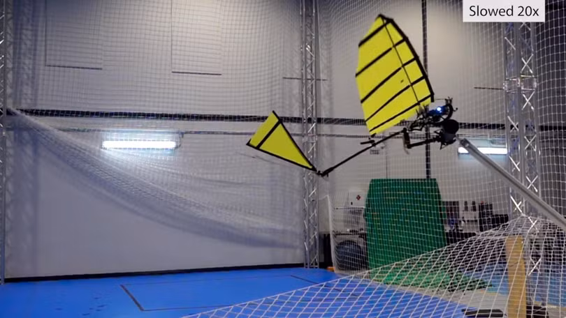 Robot vỗ cánh ornithopter bay và đậu trên thanh ngang. Ảnh video New Scientist