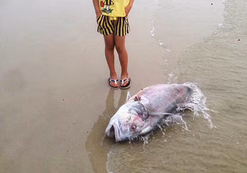 Một con cá vẩu trọng lượng lên đến 35 kg chết dạt vào bờ biển xã Lộc Vĩnh vào ngày 18/4. Ảnh:Lê Minh.