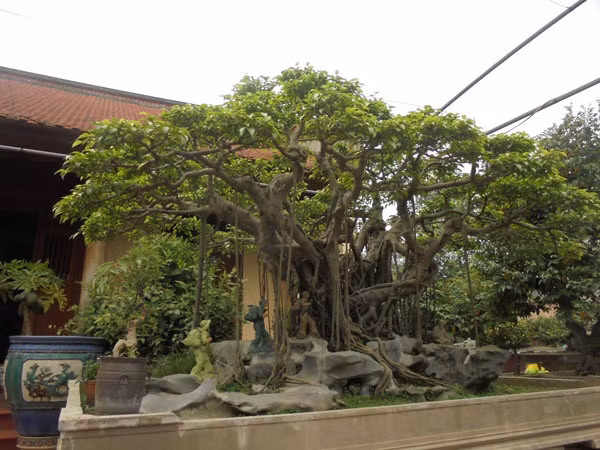 Siêu cây "Bác đang cùng chúng cháu hành quân", bảo bối đem vận may cho ông Ngọ Siêu cây "Bác đang cùng chúng cháu hành quân", bảo bối đem vận may cho ông Ngọ