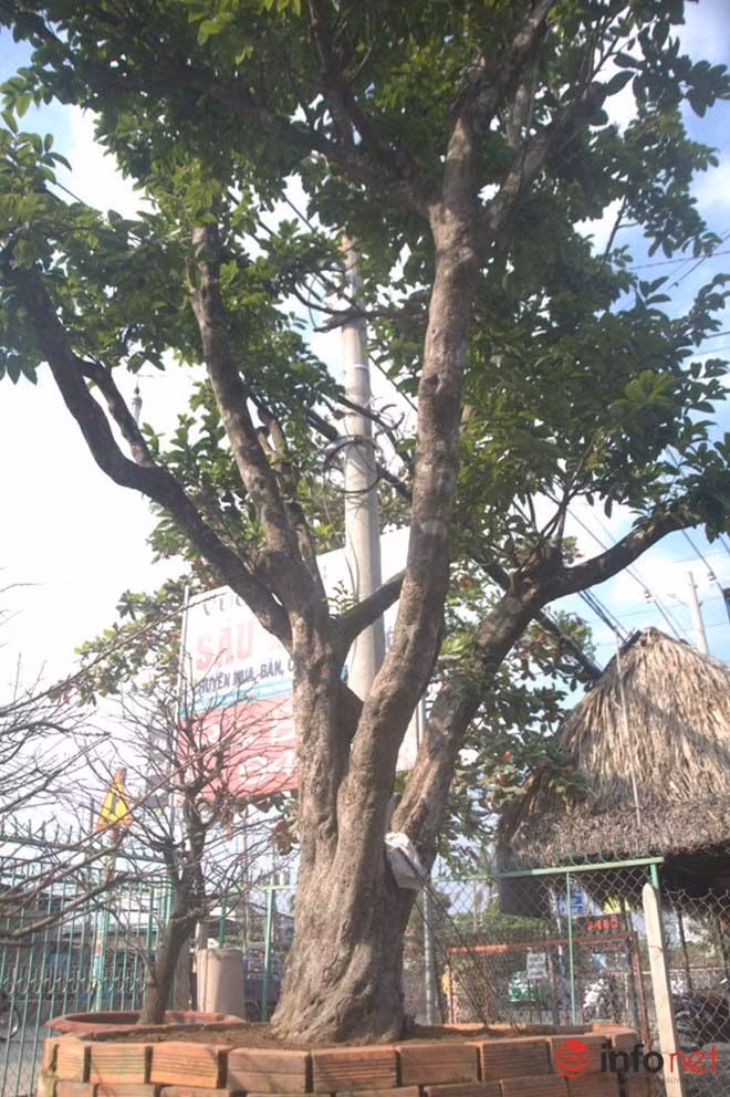 Cây mai cổ thụ giá 650 triệu đồng. Cây mai cổ thụ giá 650 triệu đồng.