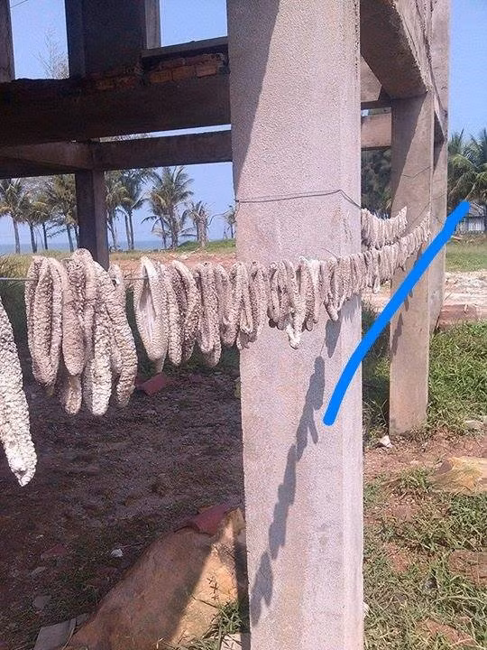 Hải sâm được người dân vớt và phơi ở Phú Quốc Hải sâm được người dân vớt và phơi ở Phú Quốc