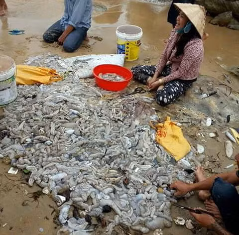 Hải sâm được thu gom và rao bán - Ảnh: Lê Khoa Hải sâm được thu gom và rao bán - Ảnh: Lê Khoa