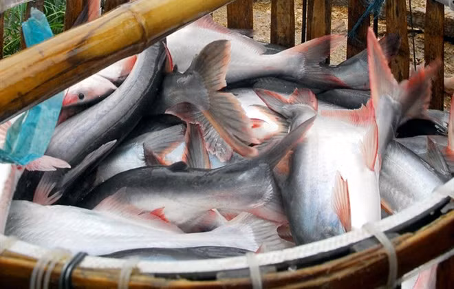 Gạo, cá Việt Nam: Mũi nhọn hội nhập, 'thua trận' khắp nơi ảnh 1 Gạo, cá Việt Nam: Mũi nhọn hội nhập, 'thua trận' khắp nơi ảnh 1