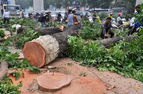 Kết luận Thanh tra Hà Nội cho rằng "việc chặt cây đường Nguyễn Trãi là cần thiết"