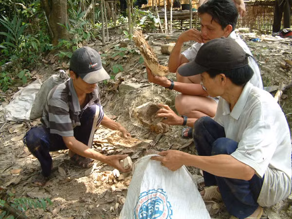 Bảy phu rừng trúng cả tạ kỳ nam, chia nhau trăm tỷ ảnh 1 Bảy phu rừng trúng cả tạ kỳ nam, chia nhau trăm tỷ ảnh 1