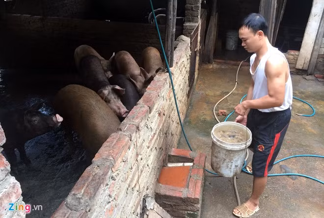 Chuồng lợn của gia đình Đỗ Văn Hiếu (Mễ Trì, quận Nam Từ Liêm, Hà Nội) được đặt trên đất dự án PVN Tower. Ảnh:Anh Tuấn.