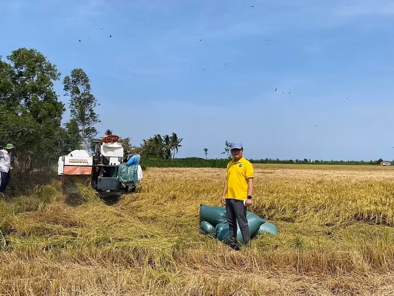 Giá lúa tăng mạnh. Ảnh: CT