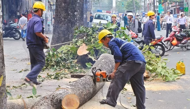 Vụ Hà Nội chặt cây xanh: “Sẽ xử lý kỷ luật và công khai sớm trong tháng 7” ảnh 1 Vụ Hà Nội chặt cây xanh: “Sẽ xử lý kỷ luật và công khai sớm trong tháng 7” ảnh 1