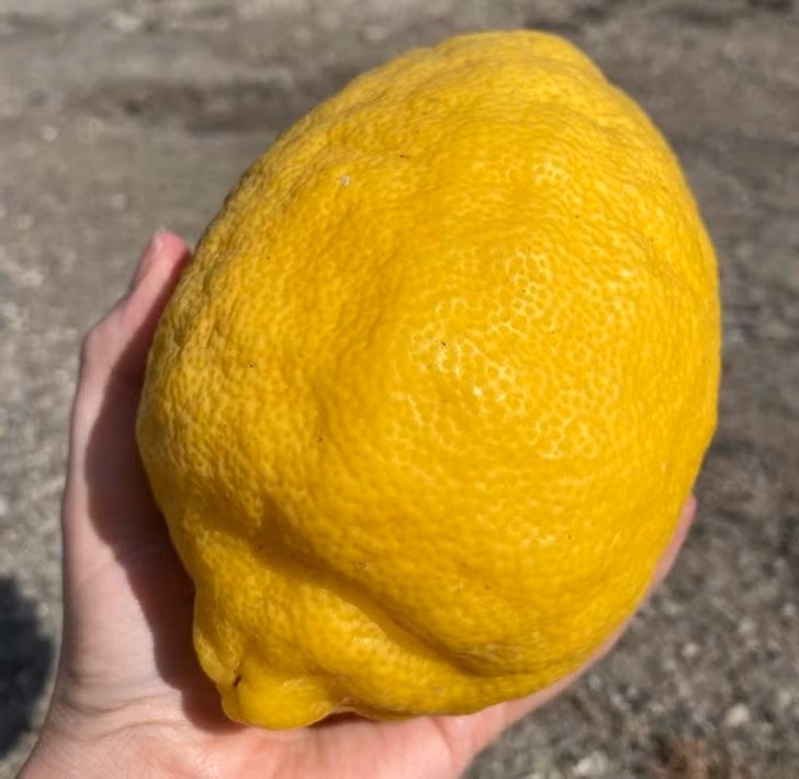 Ảnh: BrightSide Ảnh: BrightSide