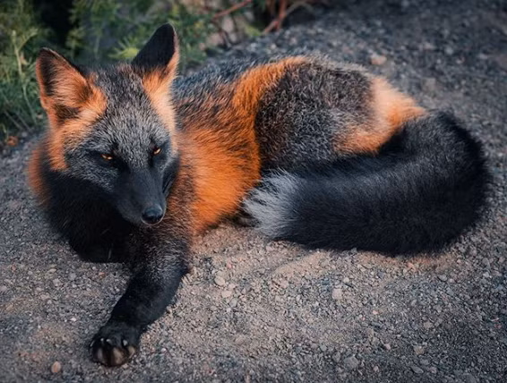 Ảnh: BrightSide Ảnh: BrightSide
