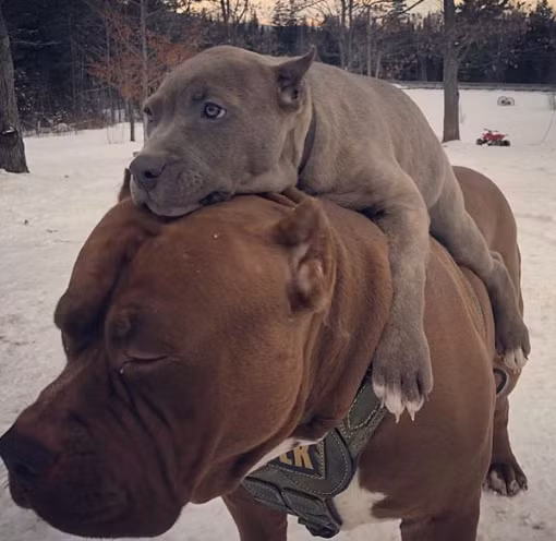Ảnh: BrightSide Ảnh: BrightSide