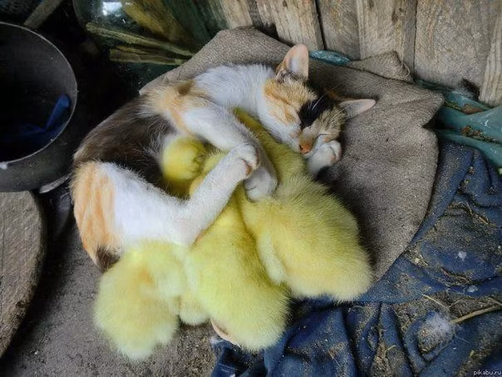 Ảnh: BrightSide Ảnh: BrightSide