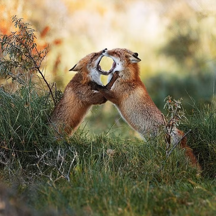 Ảnh: BrightSide Ảnh: BrightSide