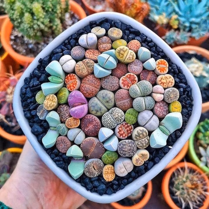 Ảnh: BrightSide Ảnh: BrightSide