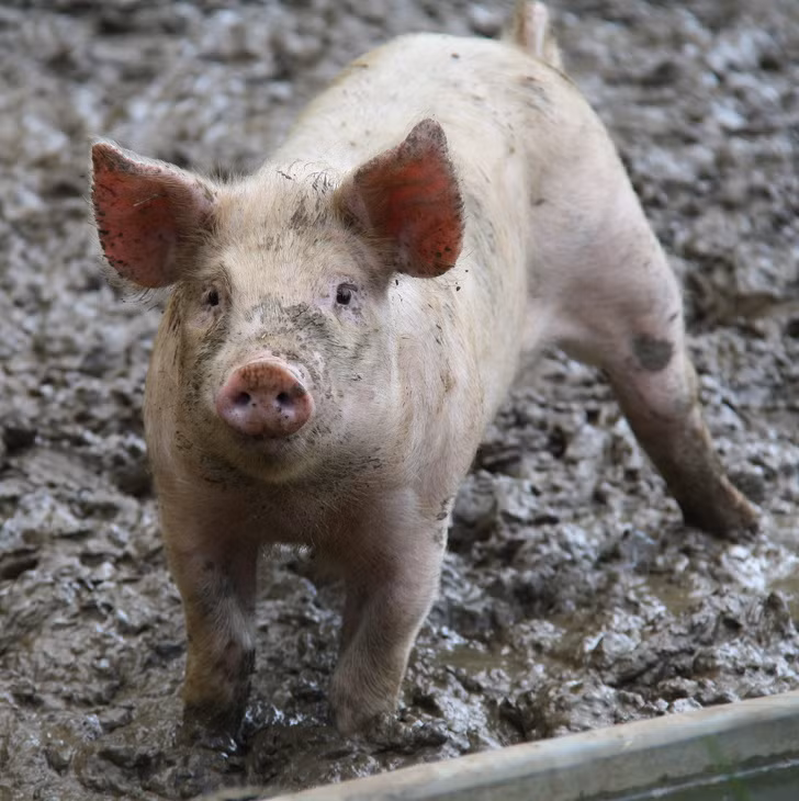 Theo: BrightSide
