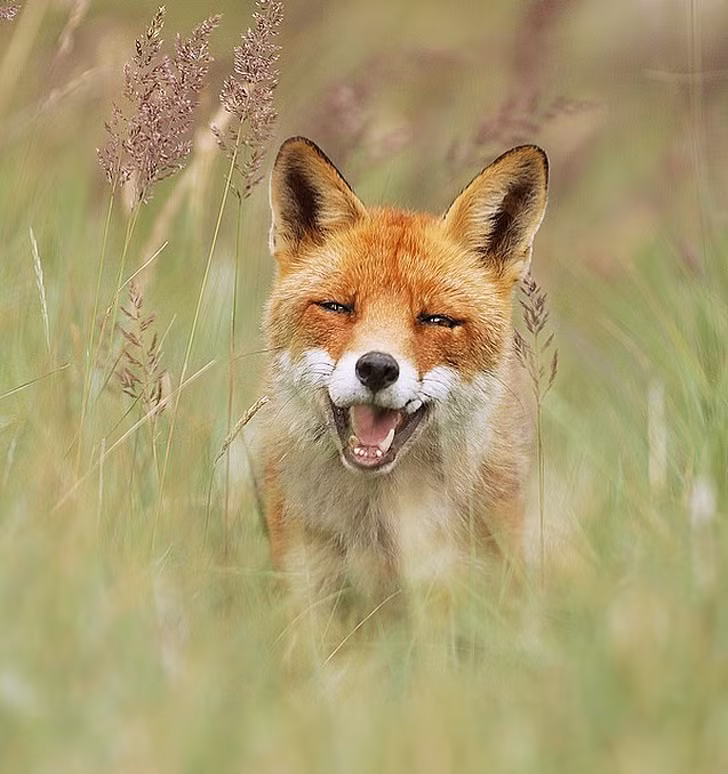 Ảnh: BrightSide Ảnh: BrightSide