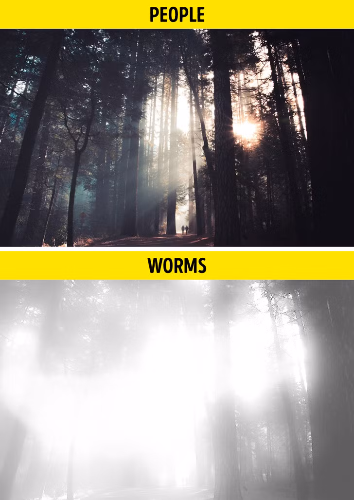Ảnh: BrightSide