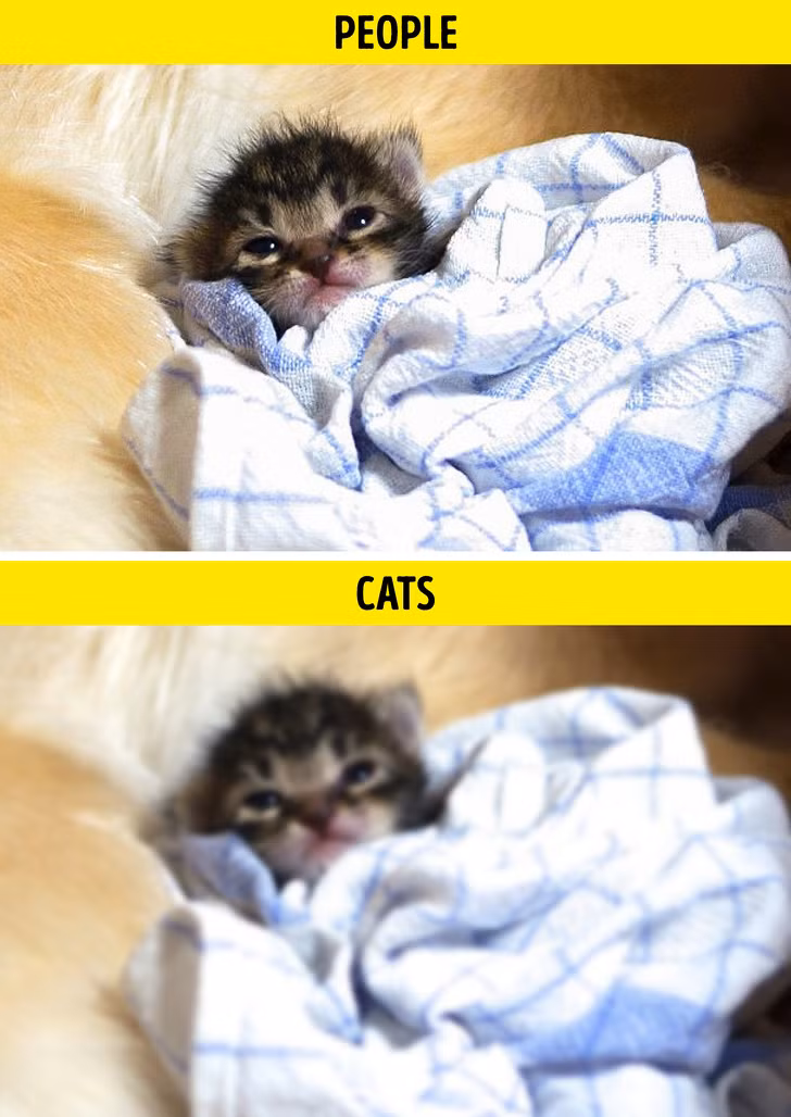 Ảnh: BrightSide Ảnh: BrightSide