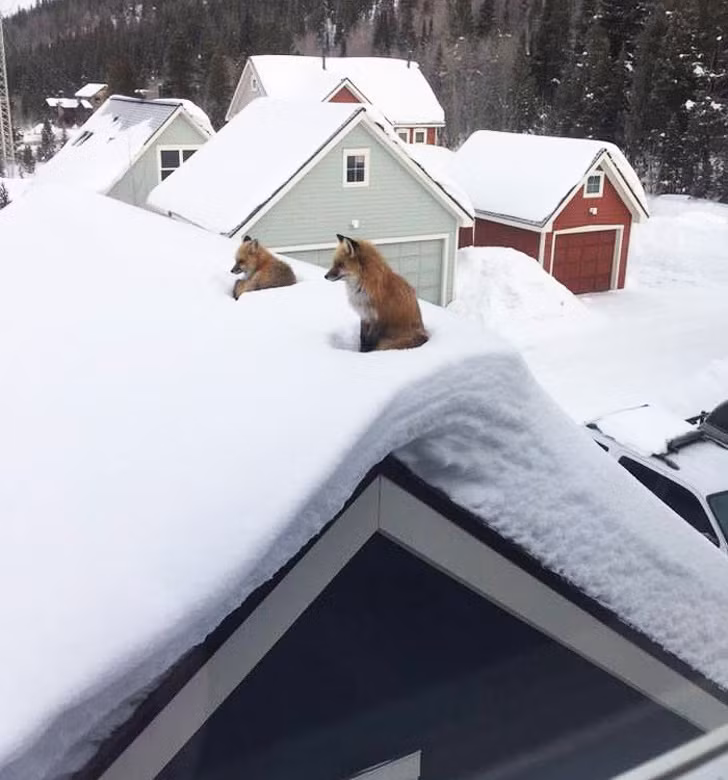 Ảnh: BrightSide Ảnh: BrightSide
