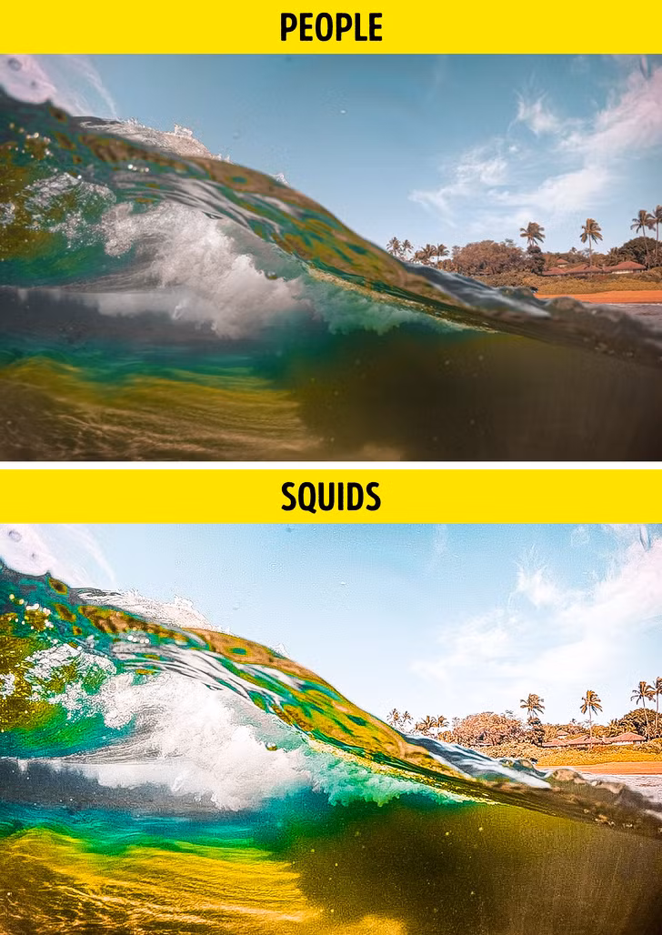 Ảnh: BrightSide