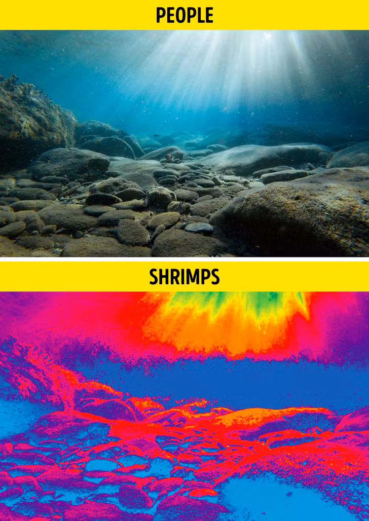 Ảnh: BrightSide Ảnh: BrightSide