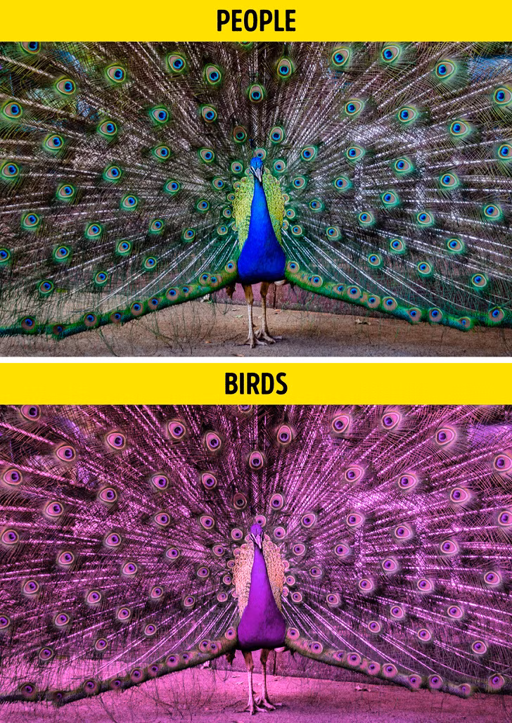 Ảnh: BrightSide Ảnh: BrightSide