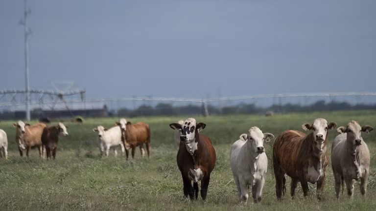 Đàn bò đang gặm cỏ trên một cánh đồng ở La Pryor, Texas, Mỹ vào ngày 6/6. Ảnh: Getty.