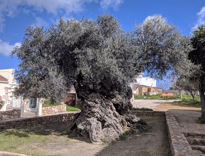 Cây ô liu Vouves trên đảo Crete, Hy Lạp. Ảnh: OC.