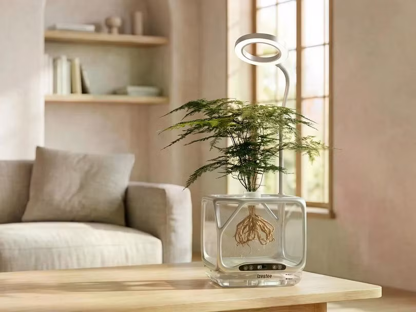 Chậu cây trong suốt mang lại trải nghiệm độc đáo. Ảnh: OC.