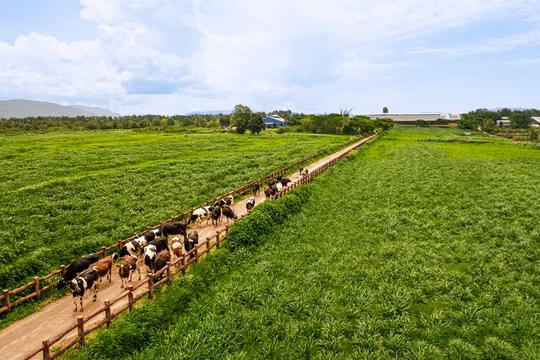 50 năm Vinamilk: Khi ''Đạt chuẩn'' chưa phải là điểm dừng