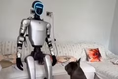 Chú chó bối rối khi lần đầu gặp robot hình người
