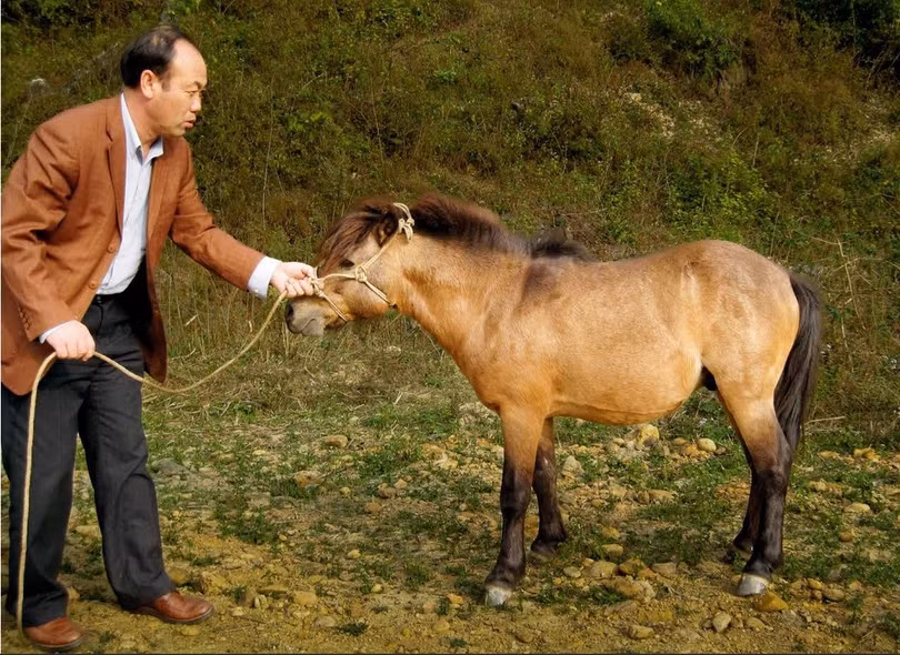 ngua-lun-dang-duoc-bao-ton.jpg