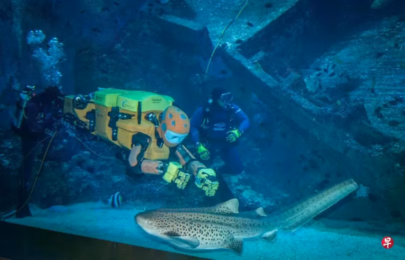 Robot OceanOneK cùng thợ lặn trình diễn tại Singapore Oceanarium, Ảnh: Zaobao.
