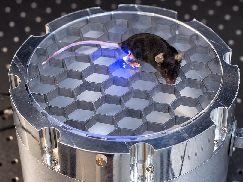 black-mouse-on-hexagonal-lab-stage.png