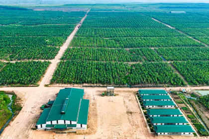 THACO AGRI báo lãi tăng gấp 6 lần
