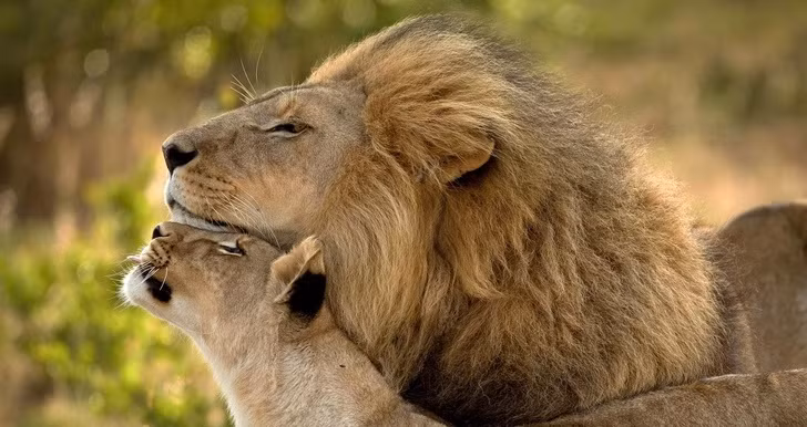 Káº¿t quáº£ hÃ¬nh áº£nh cho ANIMALS 20 Animal Couples That Prove Love Does Exist By 5FUNFACTS November 8, 2018 No Comments Share Tweet Google+ + True love does exist. From a pair of butterflies to a couple of gorgeous penguins, the animal kingdom gives us amazing examples of heartfelt, inseparable couples who show us that âhappily ever afterâ is not just a fairytale. You just canât deny the magic and power of love when you look at this. 5 Fun Facts has put together a compilation of stunning images which display love in its truest form. Scroll down at your own risk â theyâre likely to melt your heart. 1. These adorable parrots look absolutely gorgeous together! 2. A sweet moment shared by a lynx coupleâ¦this will make anyoneâs heart melt. 3. Nothing like an evening by the lake with the one you loveâ¦especially for a swan! 4. This lion couple shows us that love is about seeing a whole new world together, even with your eyes closed. Â© Giuseppina Vitalia / Fauna Image 5. A loving snuggle is âowlâ you need in life. Â© Judah Zada / One Big Photo 6. A butterfly couple sharing the sweet nectar of love. 7. A snow leopardâs version of âkiss and make upâ 8. An earnest hug is the best way to say âI love you.â 9. Flamingos donât need to struggle to prove their love â by just looking into each otherâs eyes they create the shape of a âheartâ between them! 10. A romantic kiss shared by a black-browed albatross couple 11. Having a shoulder to lean onâ¦now thatâs what love is all about
